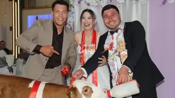 Tekirdağ’da düğünün takısı buzağı oldu!