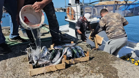 Karadeniz'den ilk günde 50 ton palamut çıktı!