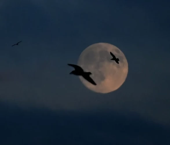 İstanbul gecesi Dolunayla büyülendi!