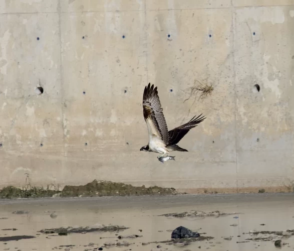 Kastamonu'da Ezine Çayı'nda avlanan balık kartalları görüntülendi