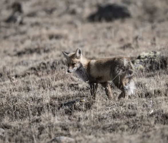 Gören döndü bir daha baktı!