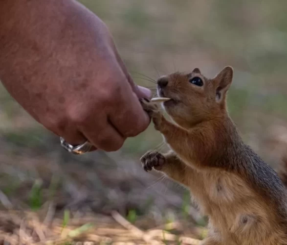 Seğmenler Parkı'nın sevimli sakinleri