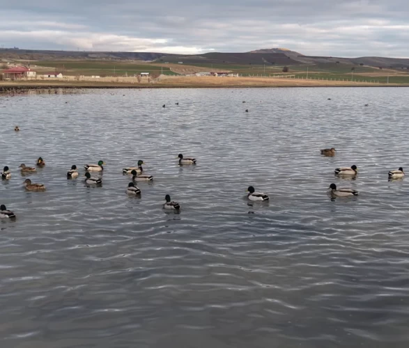 Kuruyan Bingöl Gölü yeniden hayat buldu: Kuşlar geri döndü