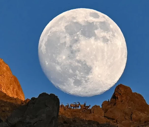 Dolunay yaban keçileriyle zirvede buluştu