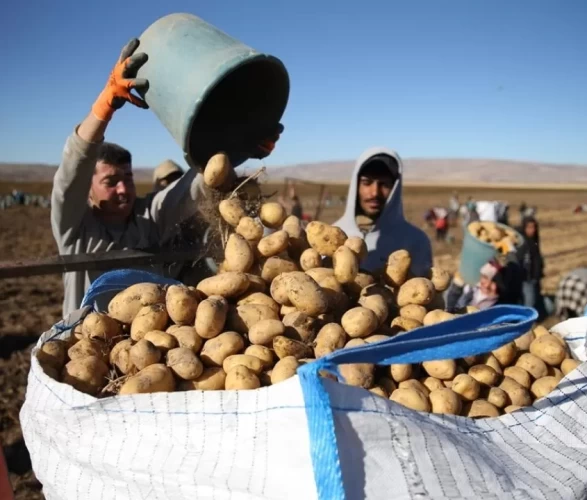 Bitlis'te patates hasadı tüm hızıyla devam ediyor: Doğu'nun tarım merkezi faaliyette!