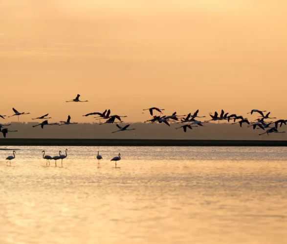 Karun Gölü'nde flamingolar görsel şölen oluşturdu