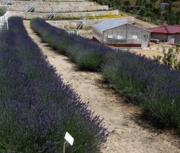 Türkiye’nin en zengin genetik kaynak merkezi Eskişehir’de