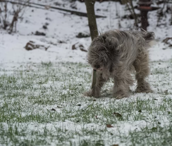 Kiev’e kışın ilk karı düştü: Savaş gölgesinde beyaz örtü