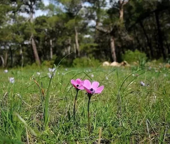 2026 cemre düşme tarihleri | İlk cemre ne zaman, nereye düşecek?