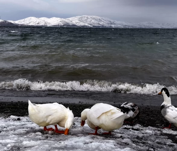 Hazar Gölü'nde kış masalı: Sivrice'de karla kaplı manzaranın keyfini çıkarın