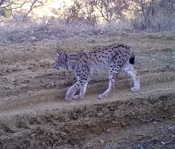 Kırıkkale'deki fotokapanlar, nesli tehlikede olan vaşağı görüntüledi