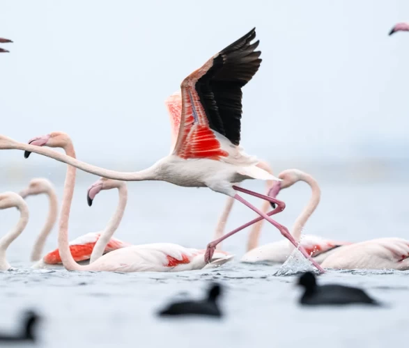 Kocaeli Körfezi'nde renkli anlar! Flamingolar görüntülendi