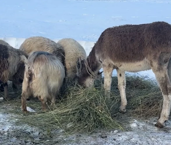 Ekipler ahır ahır gezip aşılama yapıyor!