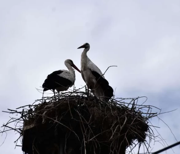 Saraydüzü'nde leylek şöleni: Cuma Ovası'na gelişler başladı