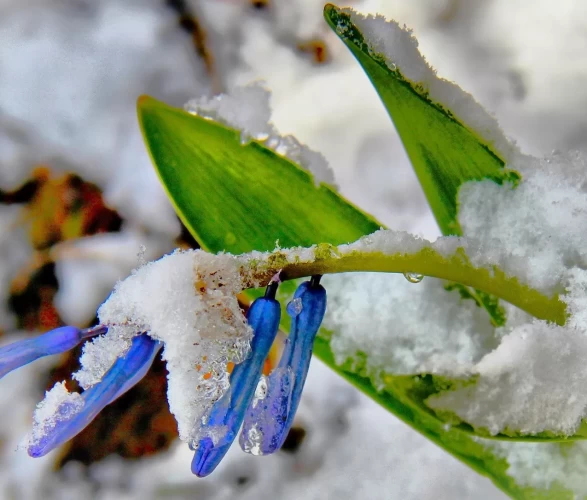 Karların altından çıkan kaya sümbülleri hayran bıraktı