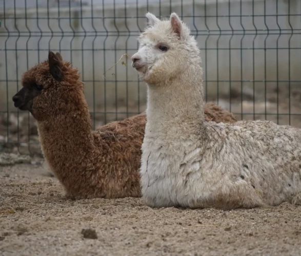 İpsala’da gümrük memurlarını bile şoke eden manzara!