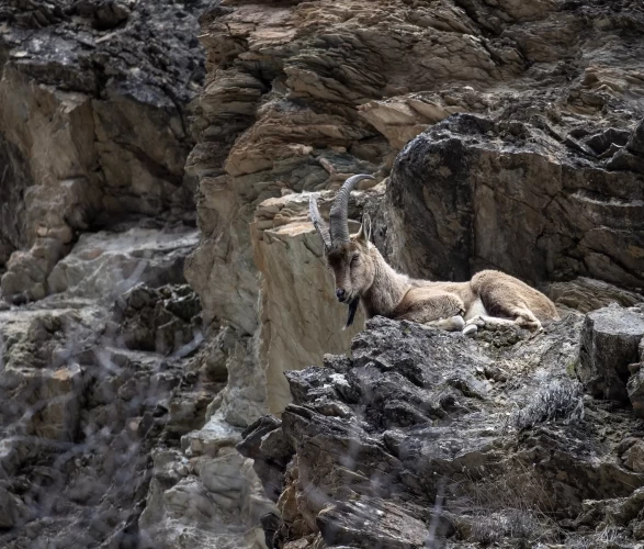Munzur Vadisi'nde bahar hareketliliği: Yaban keçileri ve bozayılar gözlemlendi!