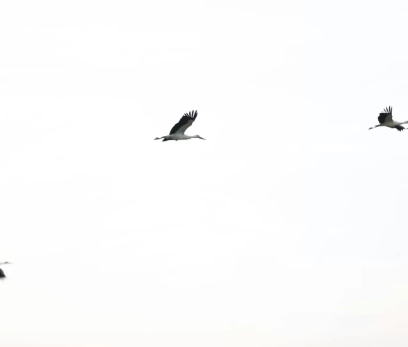 Leyleklerin göçü başladı: Yeni mola rotası Vize!