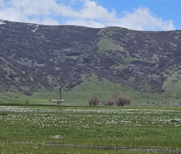 Muş Ovası'ndaki çiğdemler renk cümbüşüyle göz kamaştırıyor