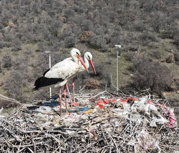 Baharın müjdecisi leylekler, uzun göç yolculuğunun ardından Kızılcahamam'da