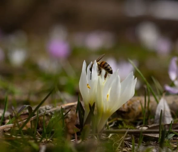 Kır çiçekleri doğayı kartpostala dönüştürdü