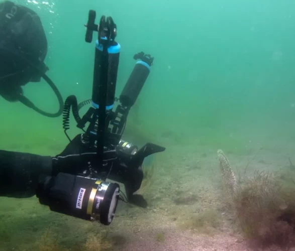 Tuzla sahilinde bilim dünyasını heyecanlandıran keşif! Sanayinin gölgesinde 'mucize' ekosistem