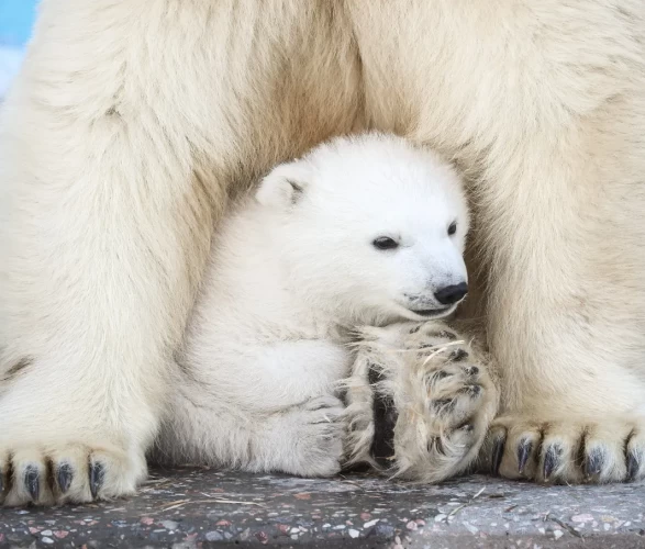 Kutup ayısı yavrusu dünyaya geldi