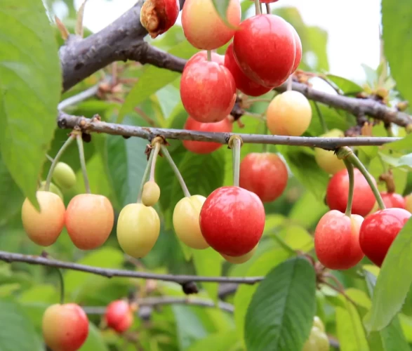 Kiraz gram altınla yarışıyor! Yılın ilk kirazı 6 bin TL'den satıldı