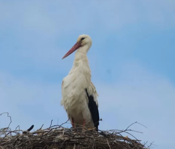 Kuşadası’na 40 yıl sonra leylekler geldi