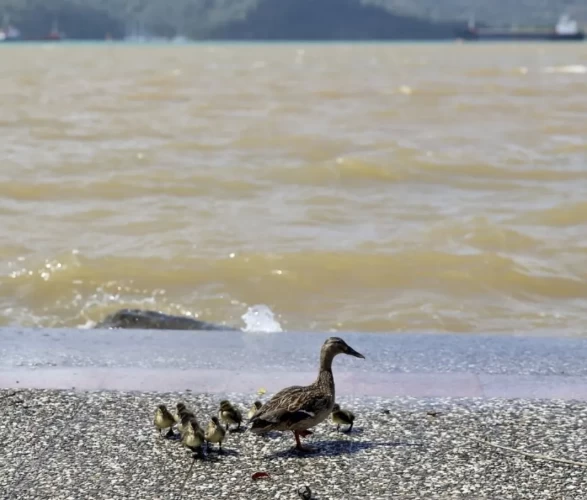 Yağış sonrası deniz kahverengi ve turkuaza büründü