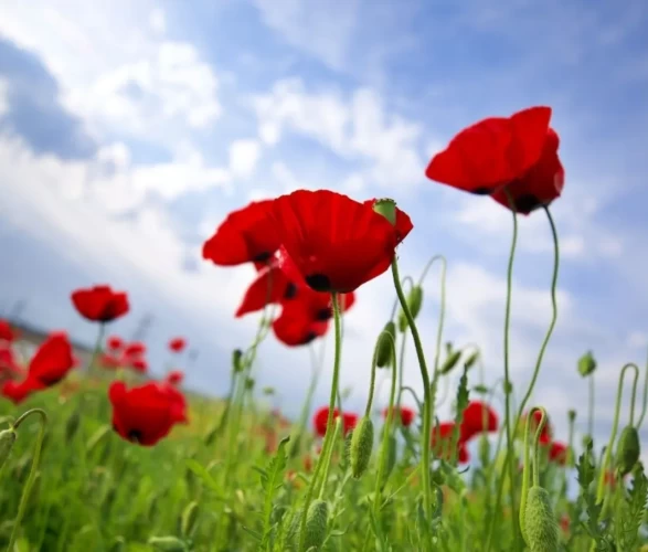 Görenler hayran kalıyor: Gelincik tarlalarında bahar mesaisi başladı!