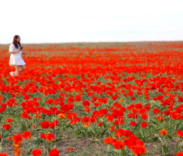 Tabloları andıran görüntüler! Kazakistan'da açan laleler hayran bıraktı