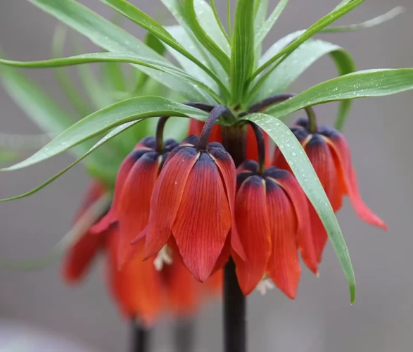 Şırnak'ta 'Ağlayan Gelinler' doğayı güzelleştirdi