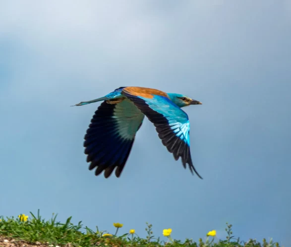 Masallar diyarından kopup gelmiş gibi! Gökkuzgunu Adıyaman'da görüntülendi