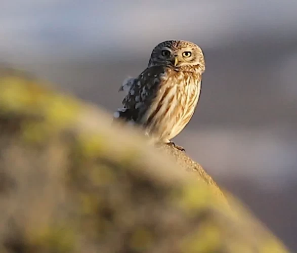 Gece avcısı gündüz ortaya çıktı: Nadir görülen kukumav baykuşu objektiflere yakalandı