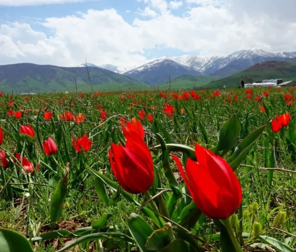 Muş Ovası kızıla boyandı! 'Muş 1071' laleleri açtı, görenler gözlerine inanamadı