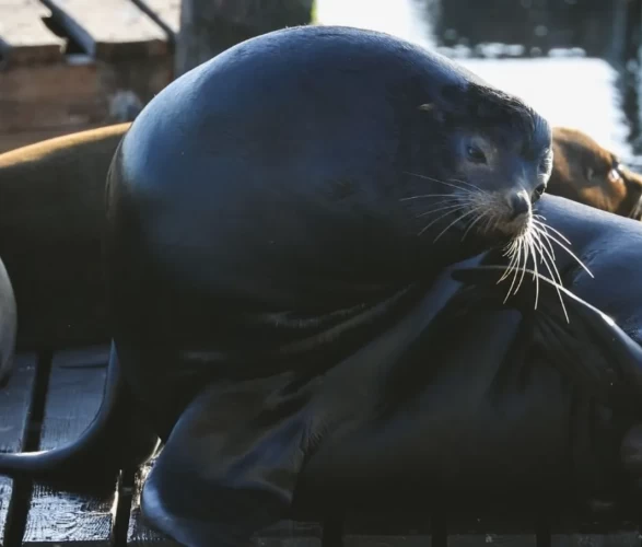 Fisherman’s Wharf’ta Deniz Aslanı yoğunluğu