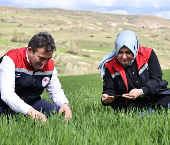 Verim yüzde 50 düşebilir, hemen tarlaya gidin!