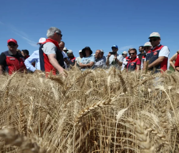 Tarımda yerli tohum hamlesi: 22 hububat çeşidi üreticiye tanıtıldı