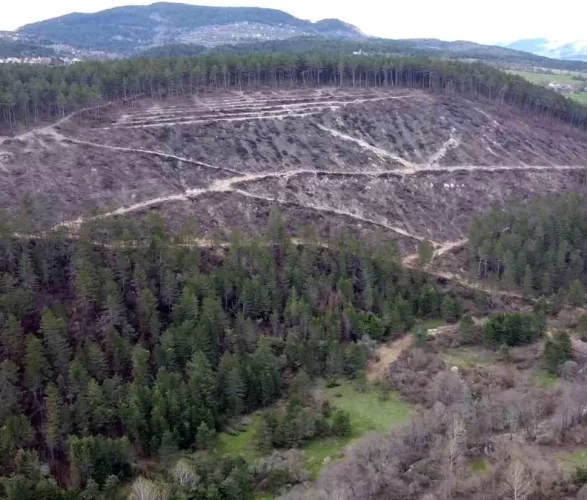 Yangın kül etmişti! İşte Bolu'daki ormanın son hali