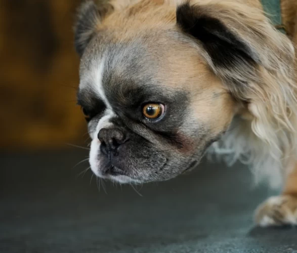 Dünyanın en çirkin köpeği seçildi