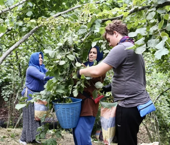 Giresun'da zorlu fındık mesaisi başladı! Bahçeye girenler aynı şeyi söyledi