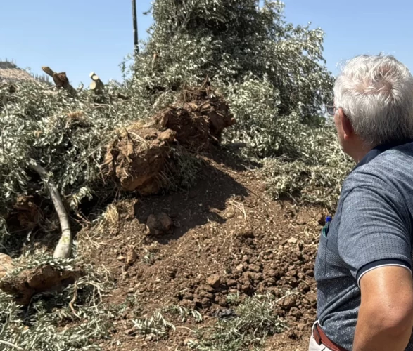 İsrail askerleri zeytin hasadına günler kala Filistinlilerin ağaçlarını kökünden söktü!