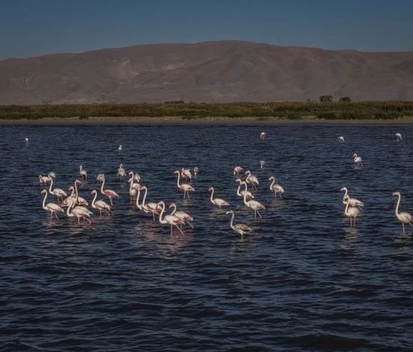 Van Gölü kıyılarını flamingoların pembe tonları süsledi