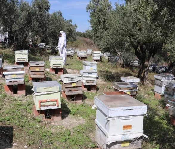 Altı yıllık teknoloji deneyimini arıcılıkla buluşturdu
