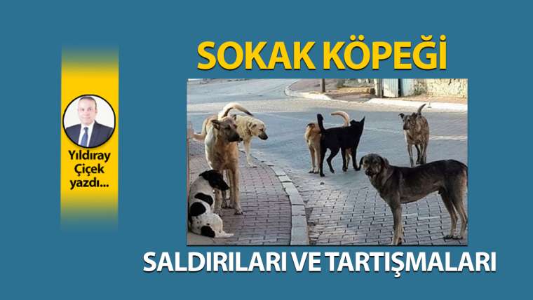 Sokak köpeği saldırıları ve tartışmaları