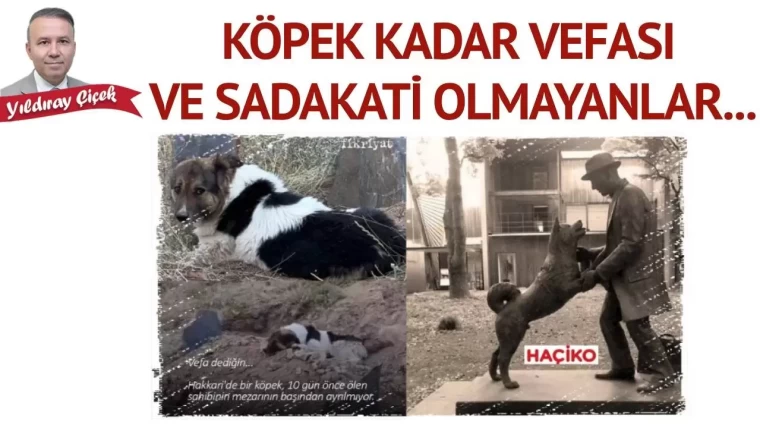 Köpek kadar vefası ve sadakati olmayanlar…