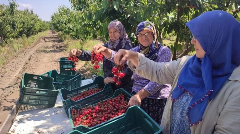 Sadece Edirne'de yetişiyor: Dünyanın en iyisi olduğu resmileşti!