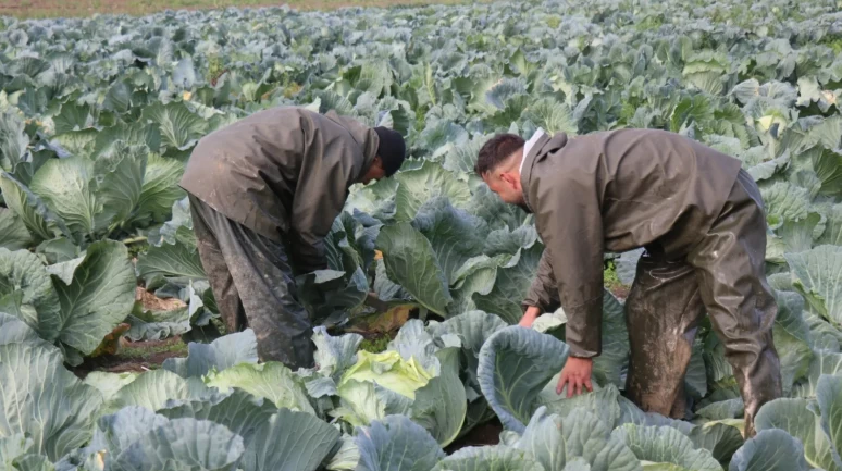 Fiyatı 5 kat arttı! Tarlada 40 lira, pazarda 200 lira