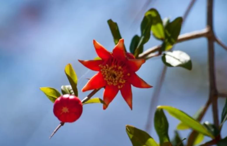 Nar çiçeğinin bilinmeyen özellikleri